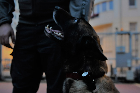 mission surveillance brigade canine paris ile de france